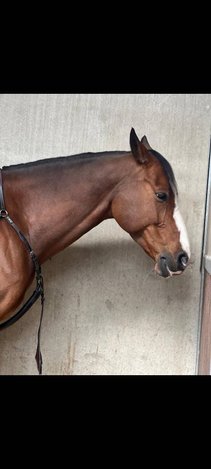 Ruin Zangersheide Te koop 2016 Donker bruin / bai ,  connor