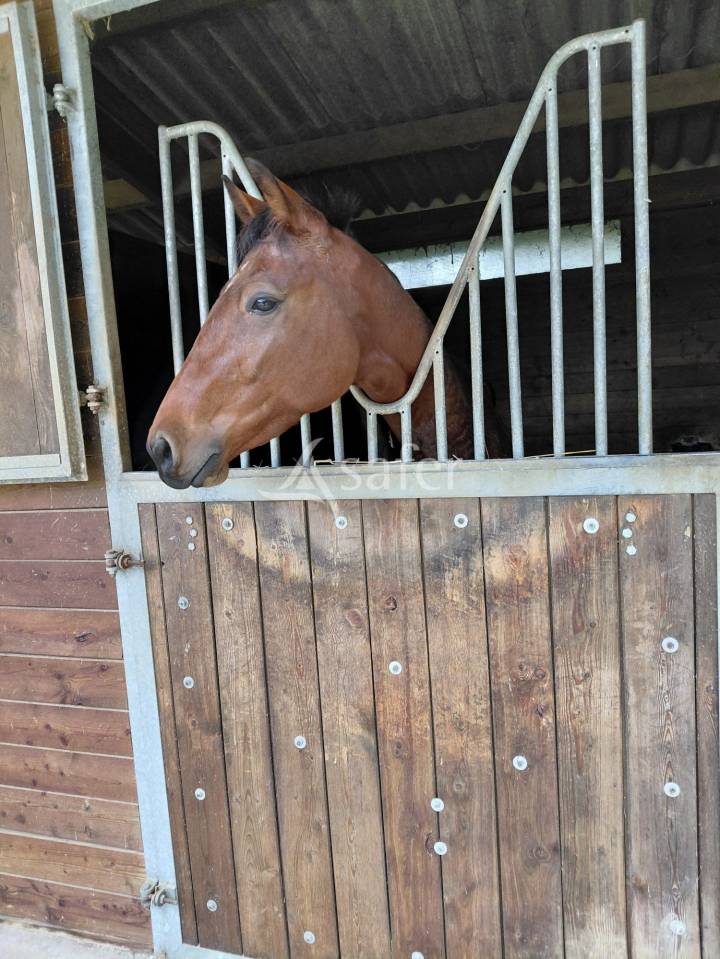 Hippisch vastgoed Koop Charente-Maritime