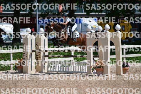 Merrie Belgisch sportpaard Te koop 2014 Donker bruin / bai ,  PEPPERMILL