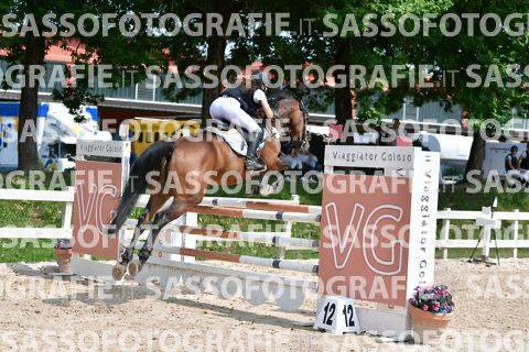 Merrie Belgisch sportpaard Te koop 2014 Donker bruin / bai ,  PEPPERMILL