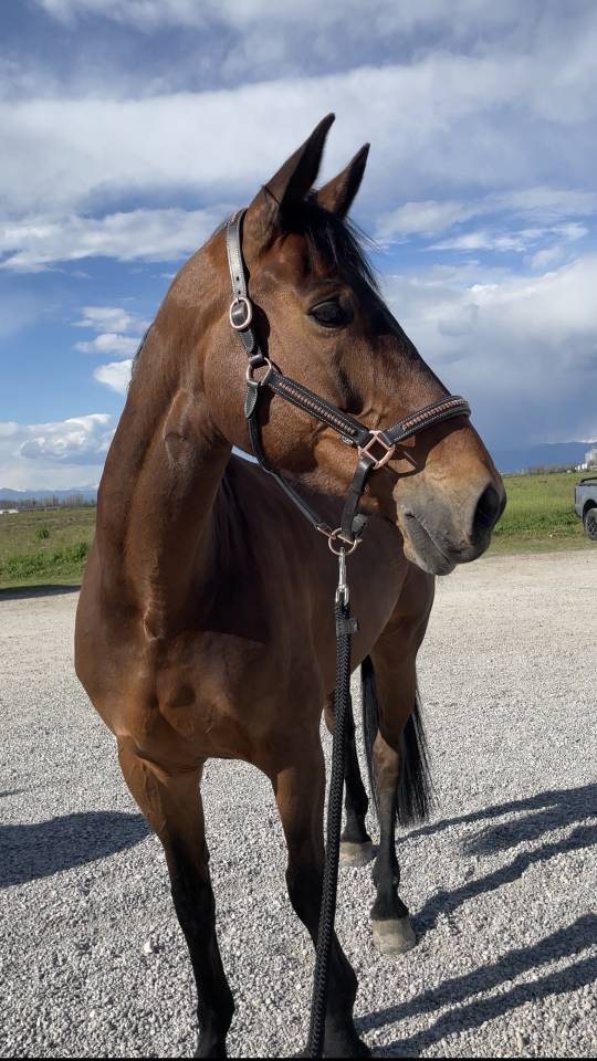 Merrie Belgisch sportpaard Te koop 2014 Donker bruin / bai ,  PEPPERMILL