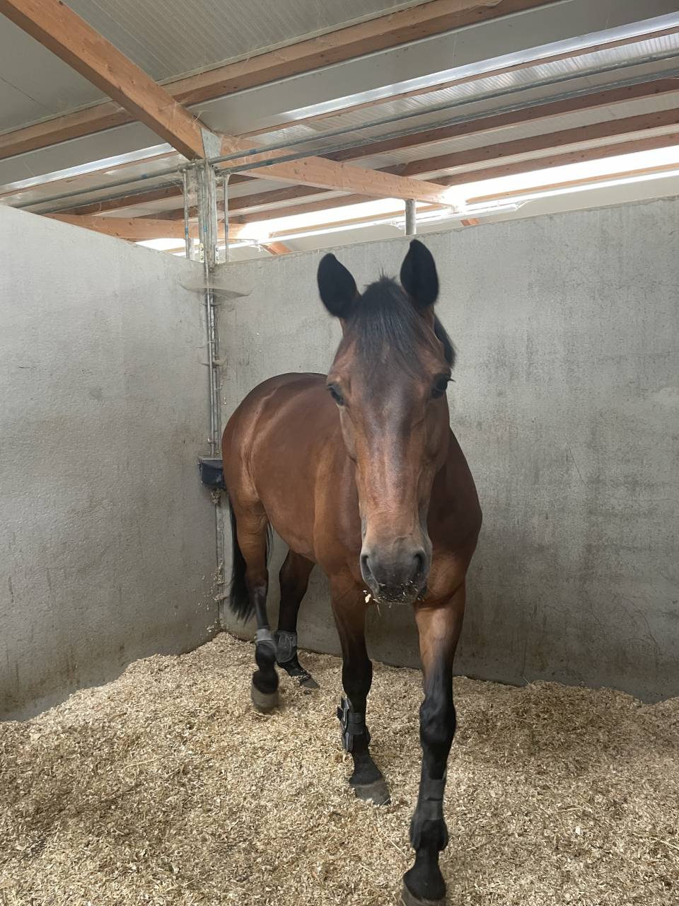 Merrie Belgisch sportpaard Te koop 2014 Donker bruin / bai ,  PEPPERMILL