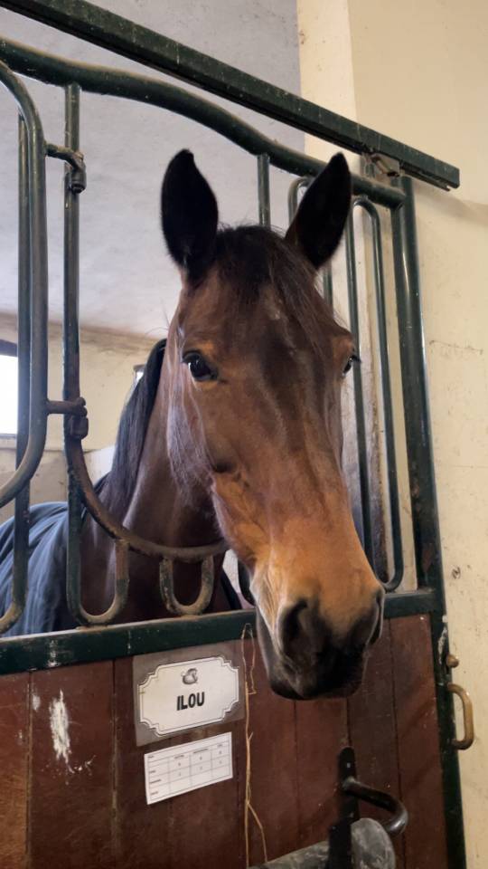 Merrie Belgisch sportpaard Te koop 2014 Donker bruin / bai ,  PEPPERMILL