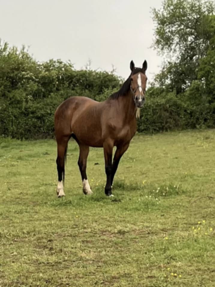 Merrie Selle Fran&ccedil;ais Te koop 2007 Donker bruin / bai ,  QUICK STAR