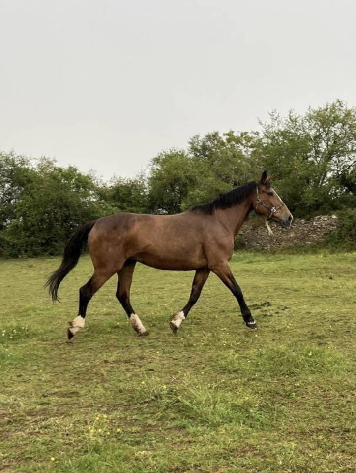 Merrie Selle Fran&ccedil;ais Te koop 2007 Donker bruin / bai ,  QUICK STAR