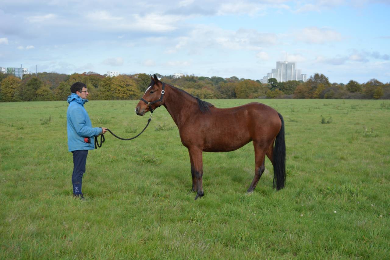 Merrie Bekend ras Te koop 2021 Donker bruin / bai