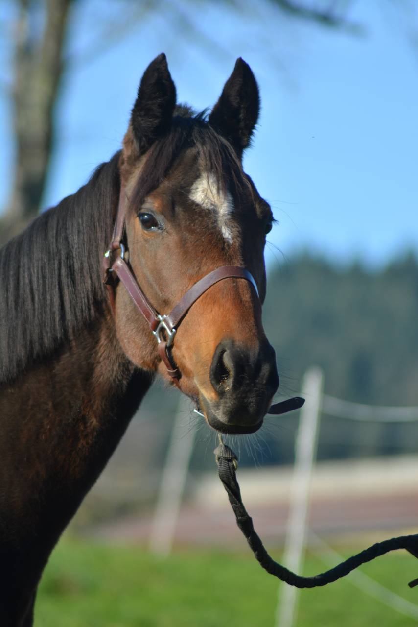 Merrie Engels volbloed Te koop 2021 Bruin / Bai
