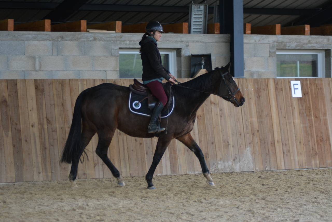 Merrie Engels volbloed Te koop 2021 Bruin / Bai