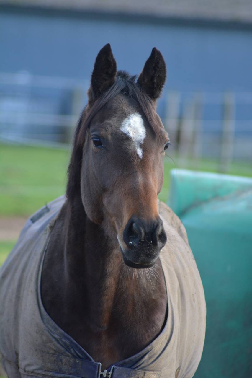 Merrie Engels volbloed Te koop 2021 Bruin / Bai