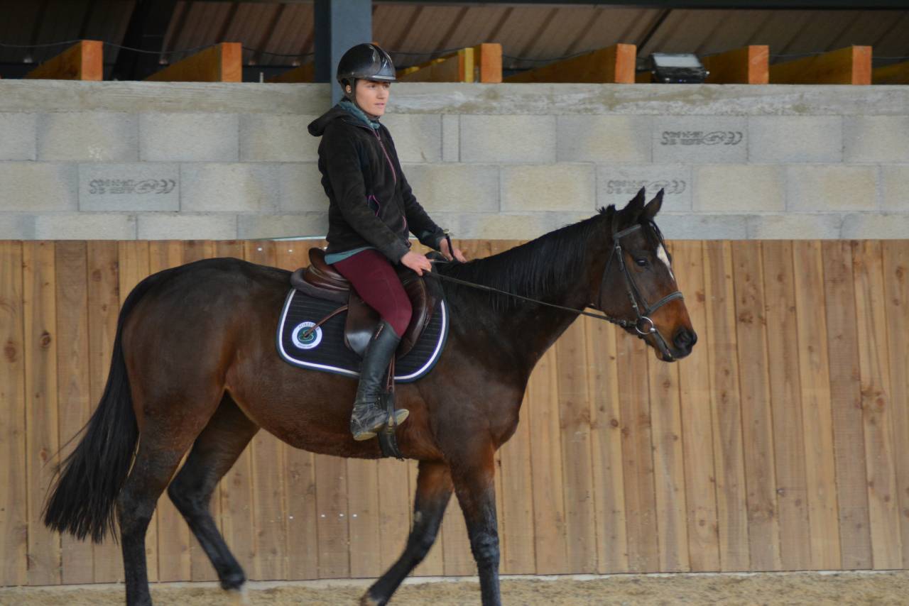 Merrie Engels volbloed Te koop 2021 Bruin / Bai