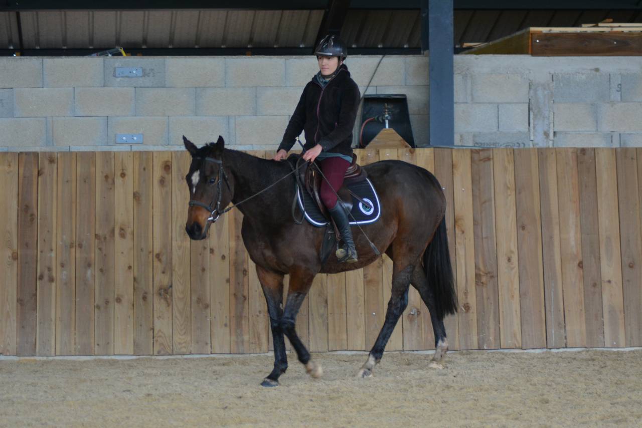 Merrie Engels volbloed Te koop 2021 Bruin / Bai