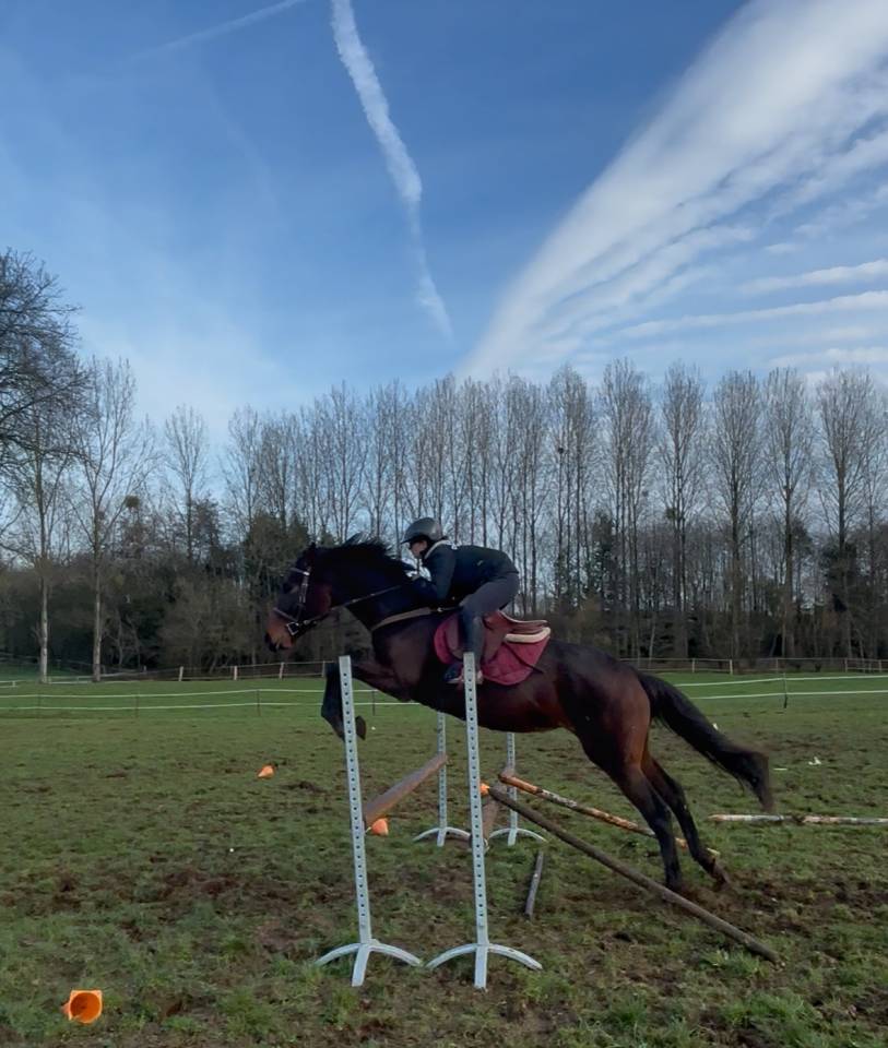 Ruin Autre Que Pur-Sang (Geen volbloed) Half pension 2021 Bruin / Bai