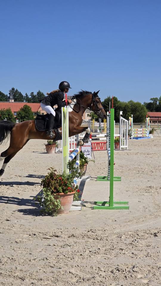 Merrie Andere pony rassen Te koop 2014 Overige kleuren