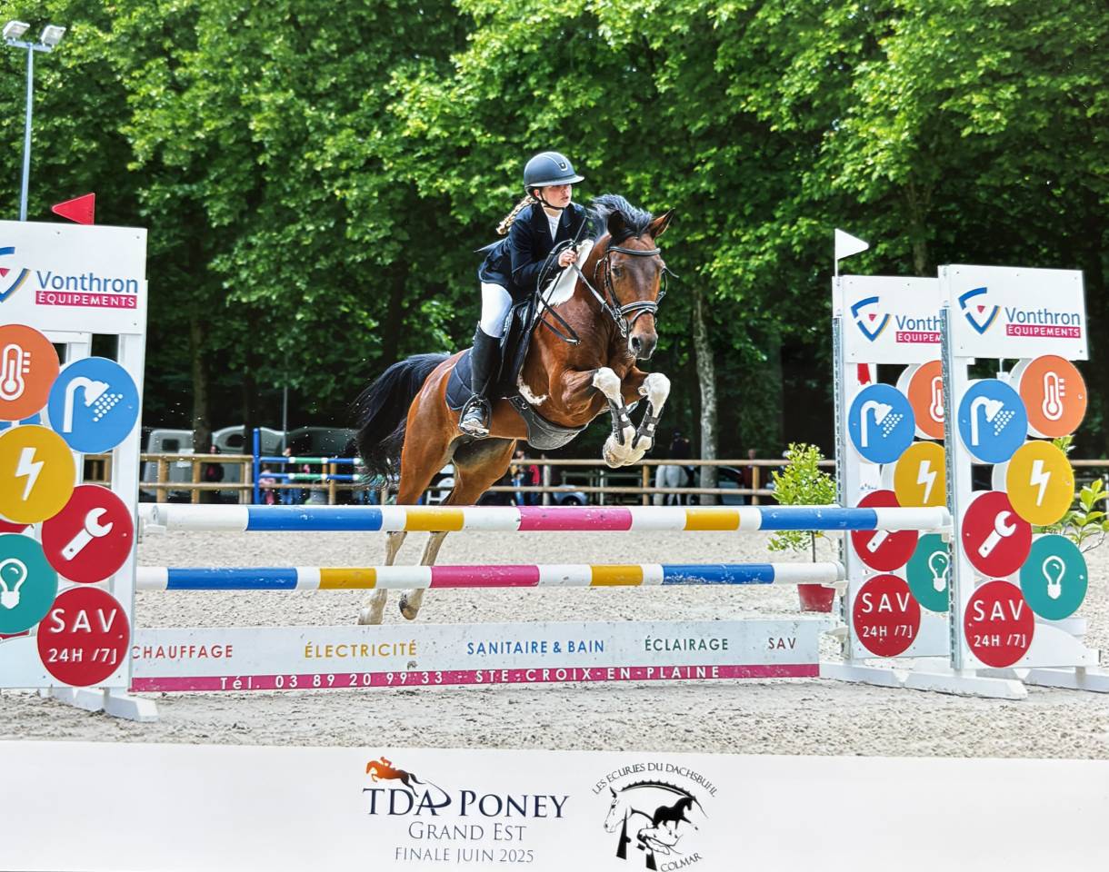 Merrie Andere pony rassen Te koop 2014 Overige kleuren