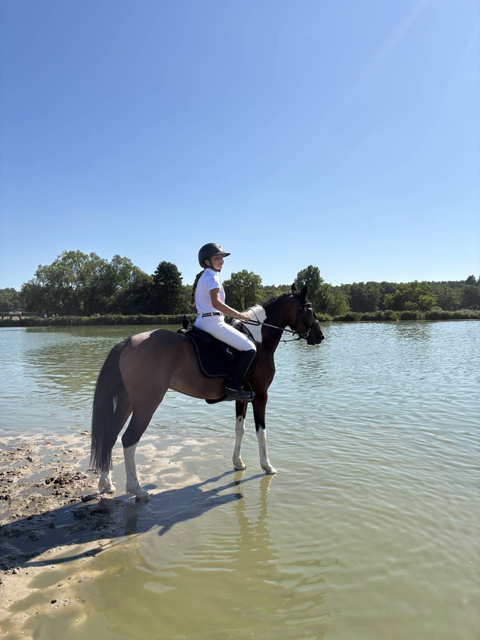 Merrie Andere pony rassen Te koop 2014 Overige kleuren