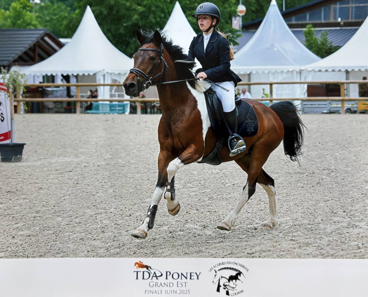 Merrie Andere pony rassen Te koop 2014 Overige kleuren