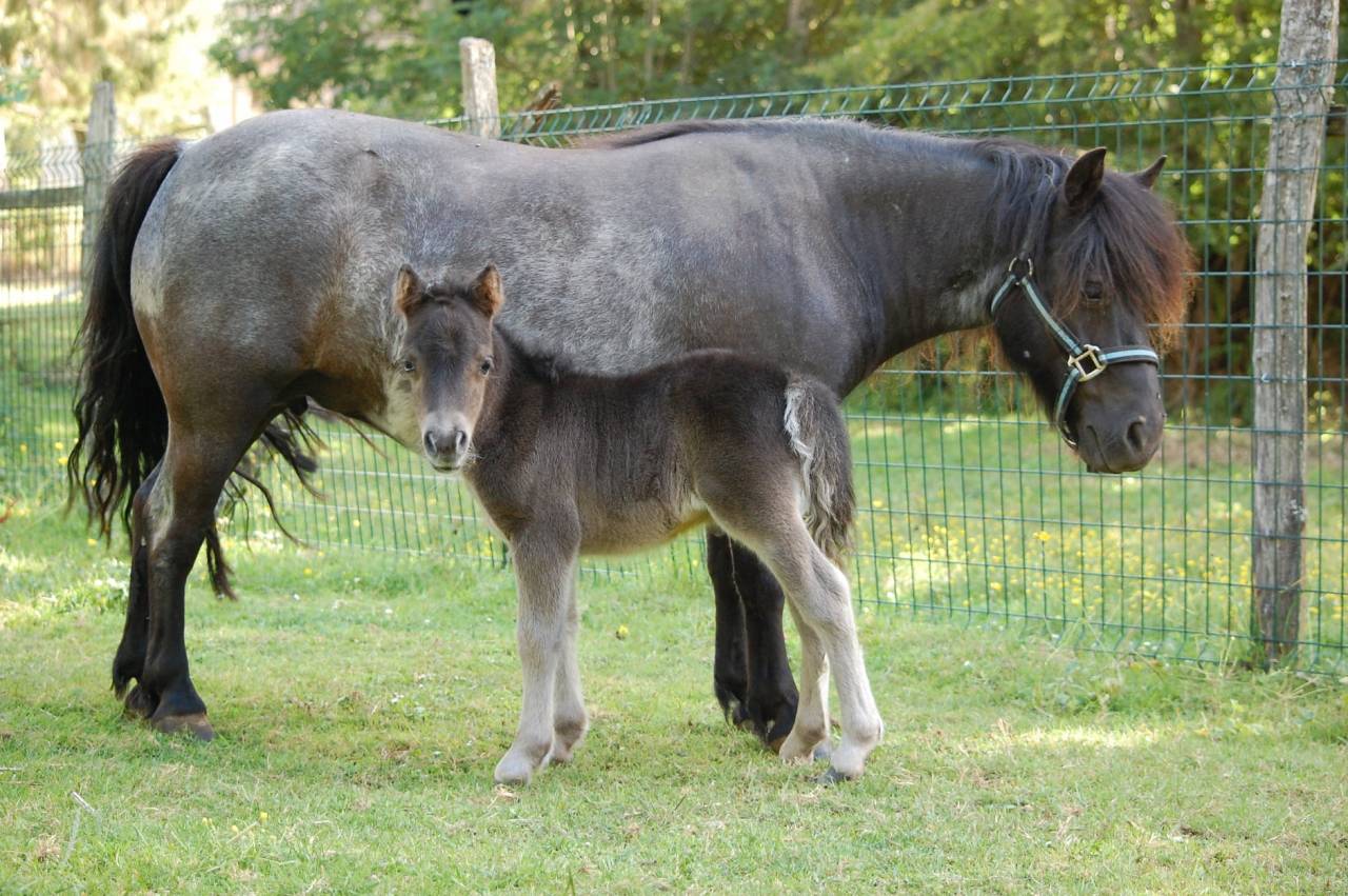 Merrie Shetland Te koop 2011 Zwart ,  PYROLA V STAL ZULICHUM