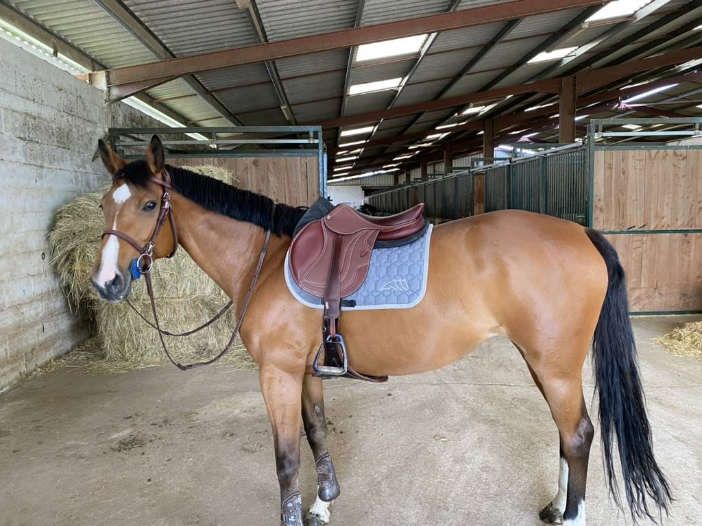 Merrie Selle Fran&ccedil;ais Te koop 2013 Donker bruin / bai