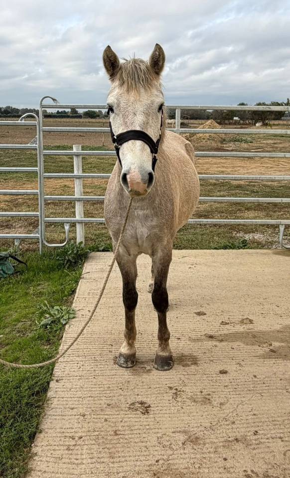 Ruin Camargue Te koop 2023 Schimmel ,  ARSELLI DES BRUS