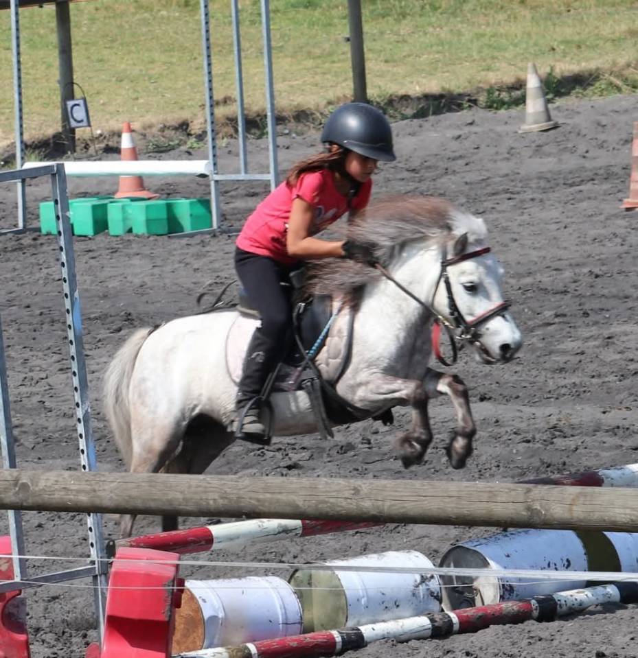 Merrie Bekend ras Te koop 2012 Schimmel