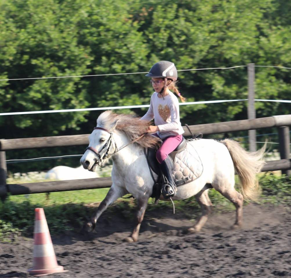 Merrie Bekend ras Te koop 2012 Schimmel