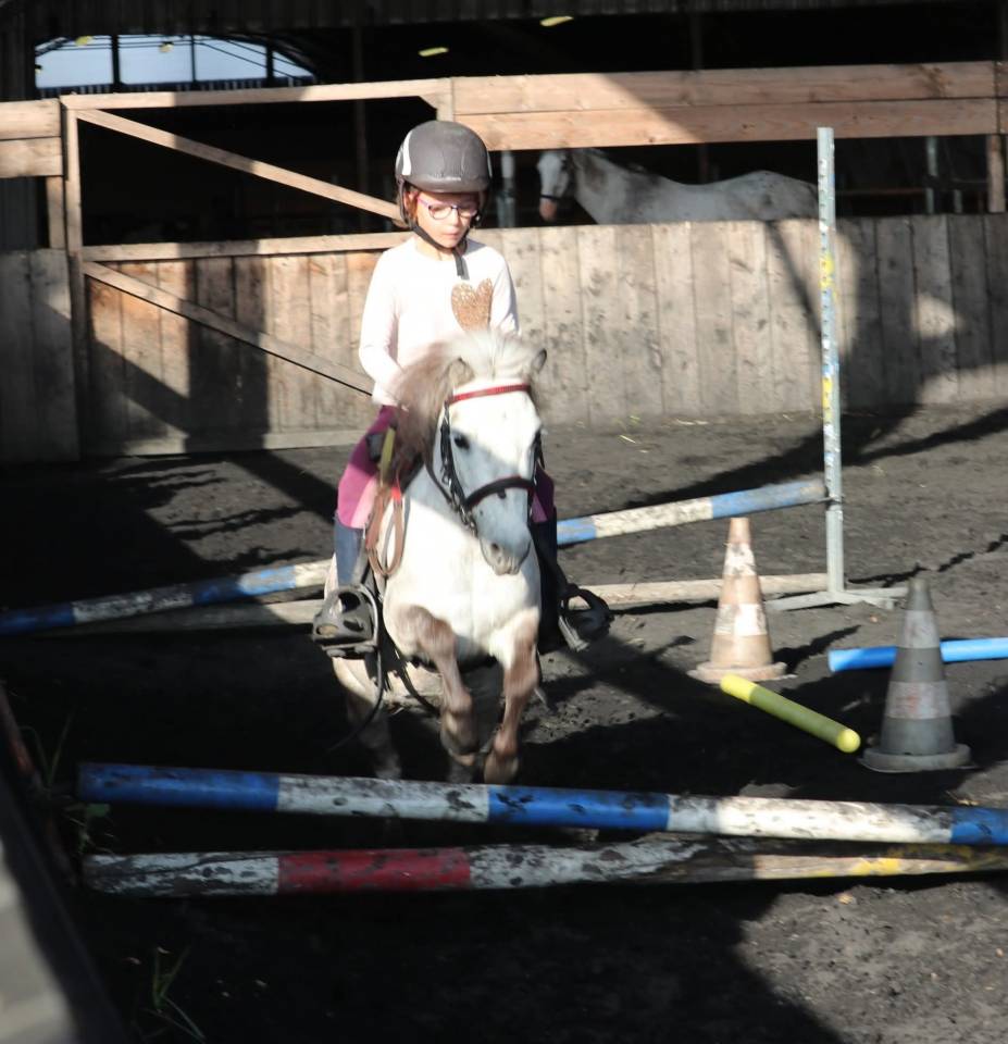 Merrie Bekend ras Te koop 2012 Schimmel