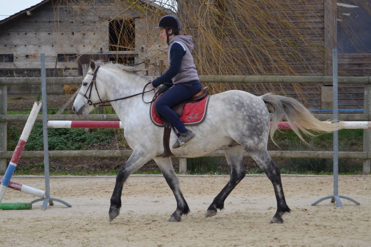 Hengst Connemara Te koop 2011 Schimmel