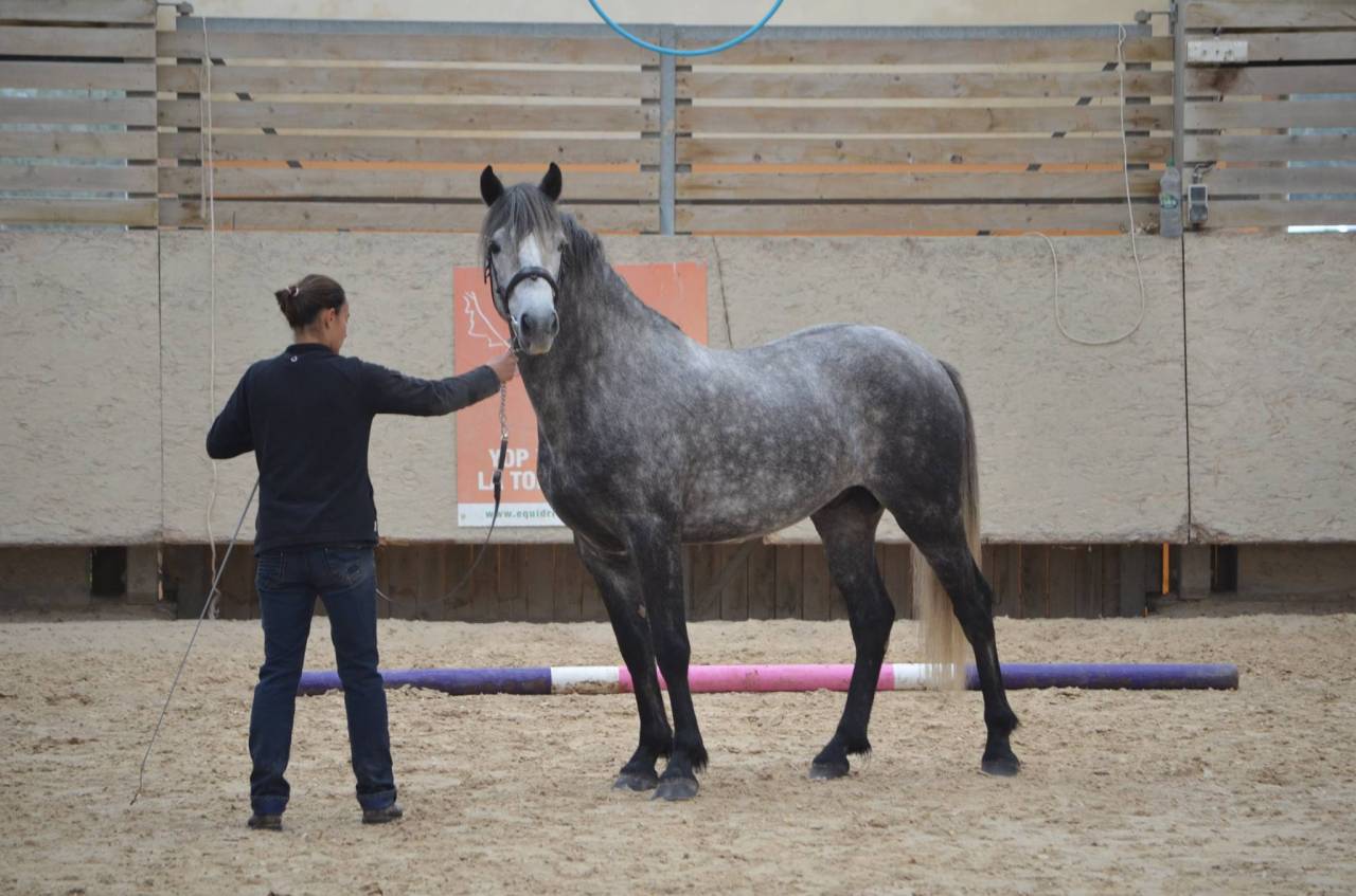 Hengst Connemara Te koop 2011 Schimmel