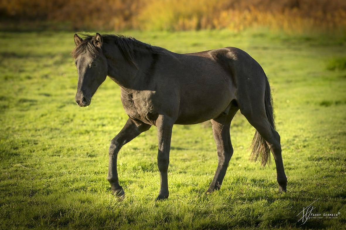 Veulen (ml) Welsh Partbred Te koop 2024 Zwart ,  RUFUS ELVEY