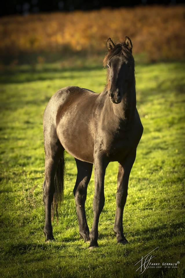 Veulen (ml) Welsh Partbred Te koop 2024 Zwart ,  RUFUS ELVEY