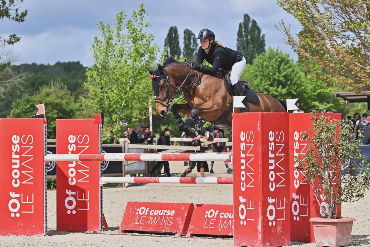 Merrie Oldenburger Te koop 2015 Donker bruin / bai