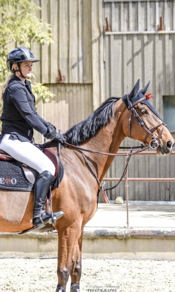 Merrie Oldenburger Te koop 2015 Donker bruin / bai