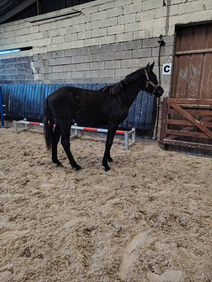 Veulen (vr) Belgisch sportpaard Te koop 2024 Zwart ,  D humbra de la hart