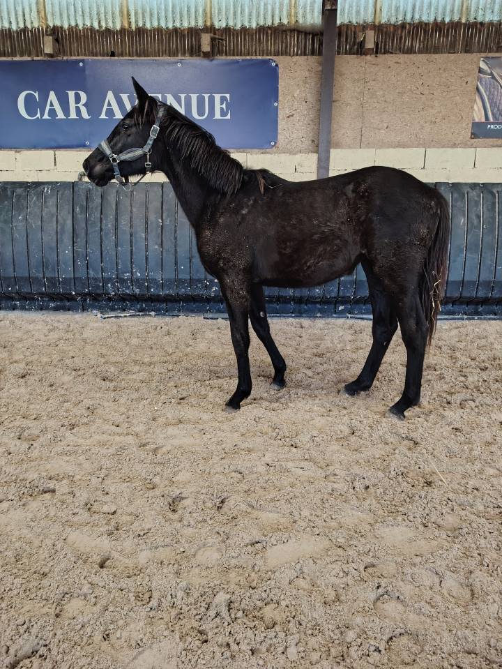 Veulen (vr) Belgisch sportpaard Te koop 2024 Zwart ,  D humbra de la hart