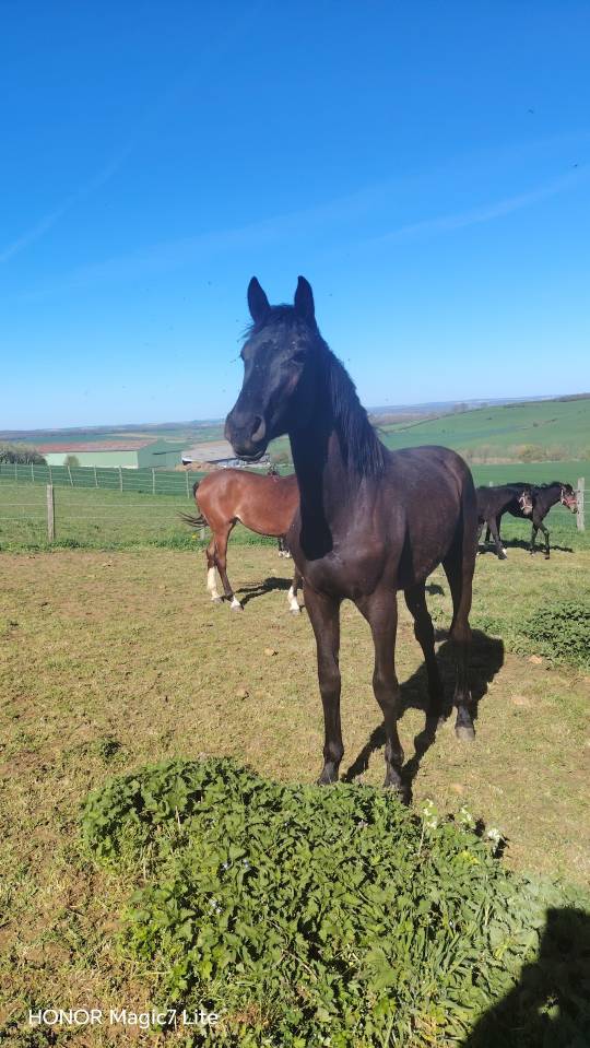 Veulen (vr) Belgisch sportpaard Te koop 2024 Zwart ,  D humbra de la hart
