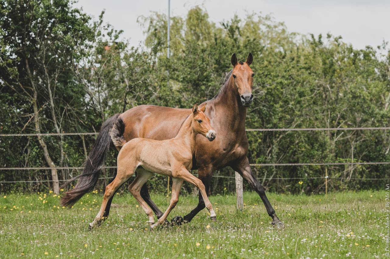 Draagmerrie Lusitano Te koop 2006 Donker bruin / bai ,  VALSEUR RBO