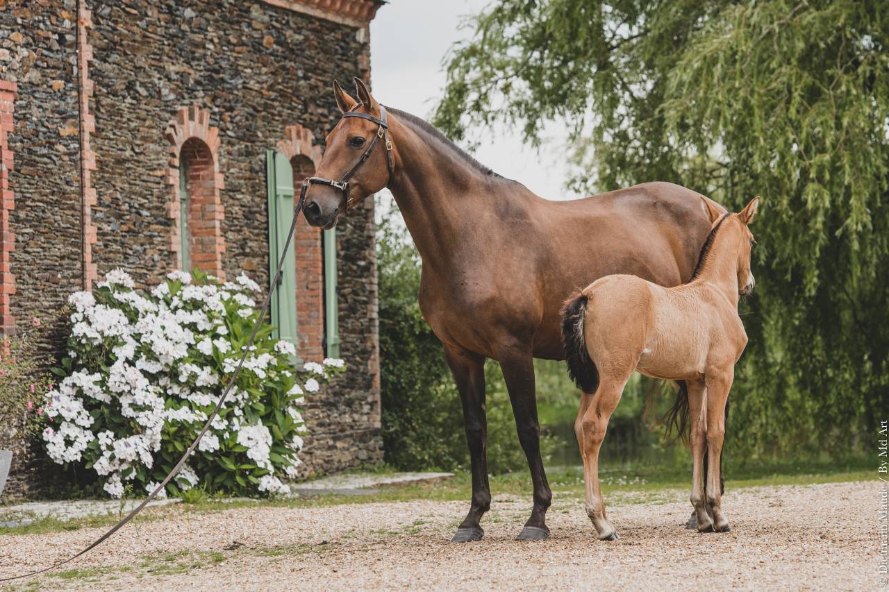 Draagmerrie Lusitano Te koop 2006 Donker bruin / bai ,  VALSEUR RBO