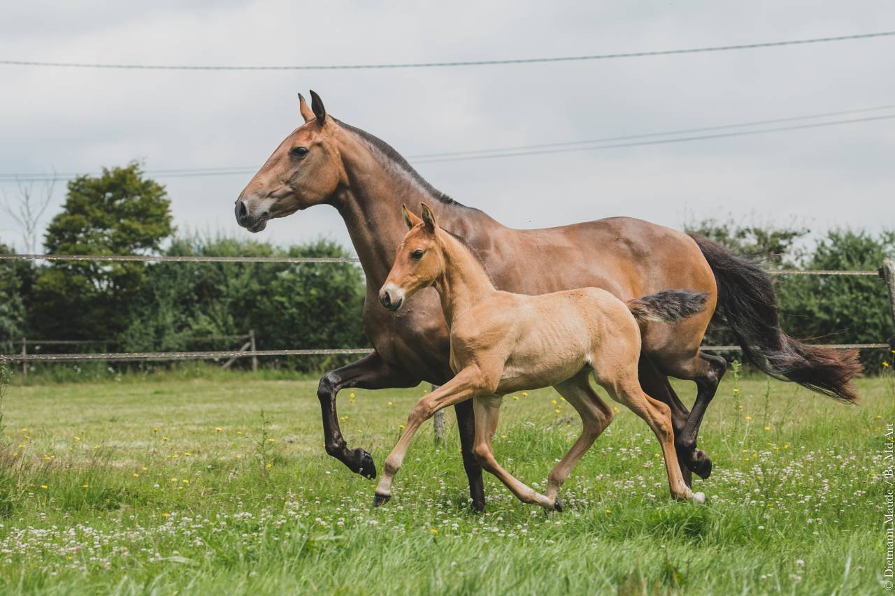 Draagmerrie Lusitano Te koop 2006 Donker bruin / bai ,  VALSEUR RBO