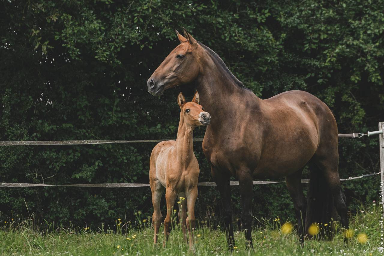 Draagmerrie Lusitano Te koop 2006 Donker bruin / bai ,  VALSEUR RBO