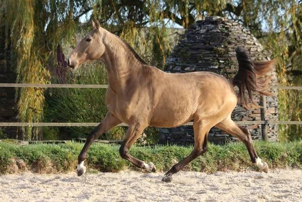 Draagmerrie Lusitano Te koop 2006 Donker bruin / bai ,  VALSEUR RBO