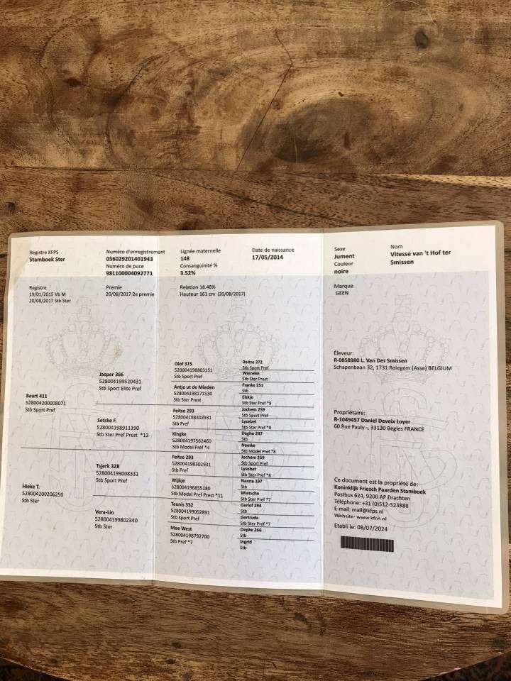 Merrie Fries Te koop 2014 Zwart