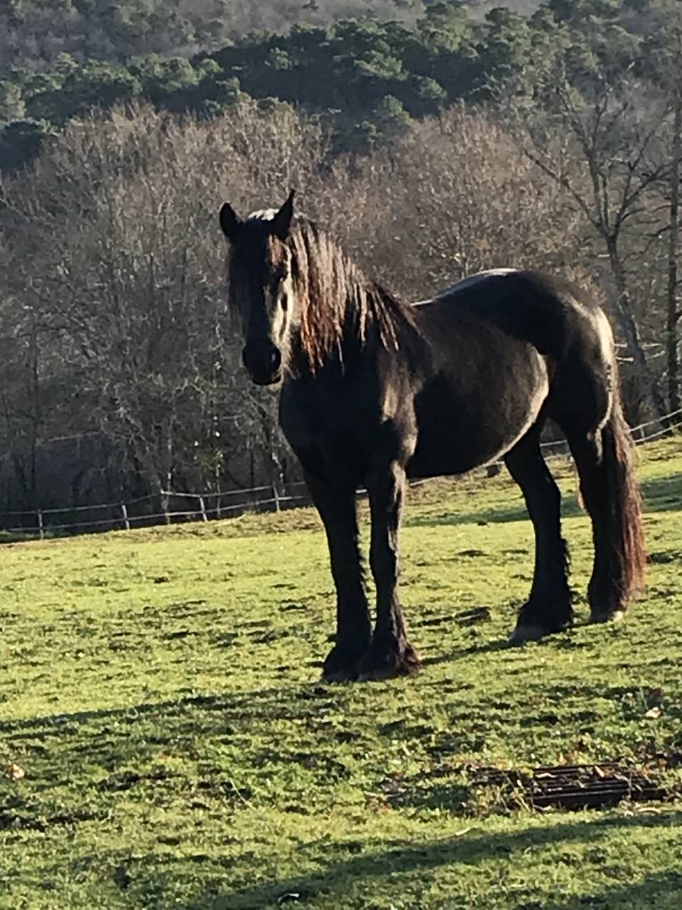 Merrie Fries Te koop 2014 Zwart