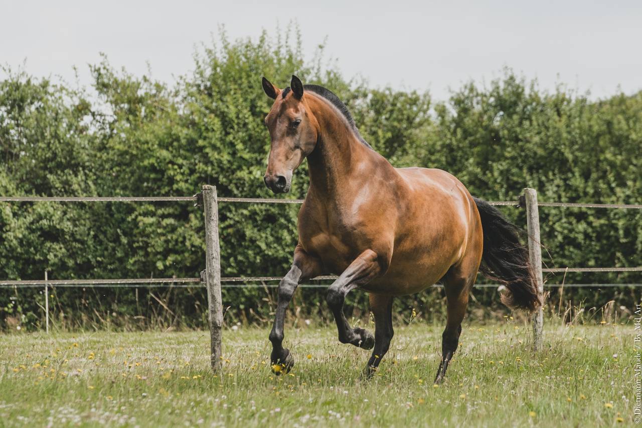 Draagmerrie Lusitano Te koop 2013 Donker bruin / bai ,  QUIETTO GUIMERAIE
