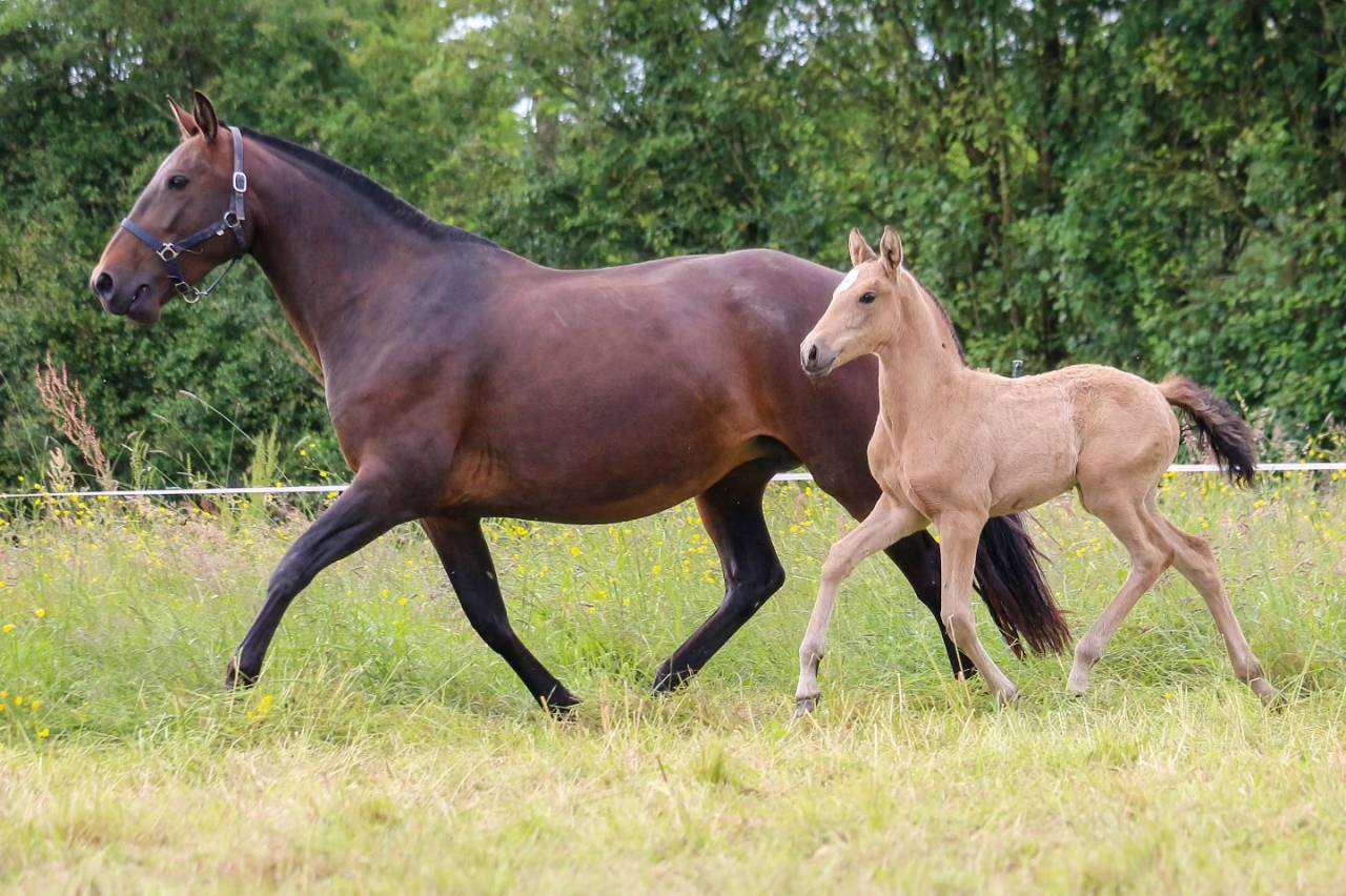 Draagmerrie Lusitano Te koop 2013 Donker bruin / bai ,  QUIETTO GUIMERAIE