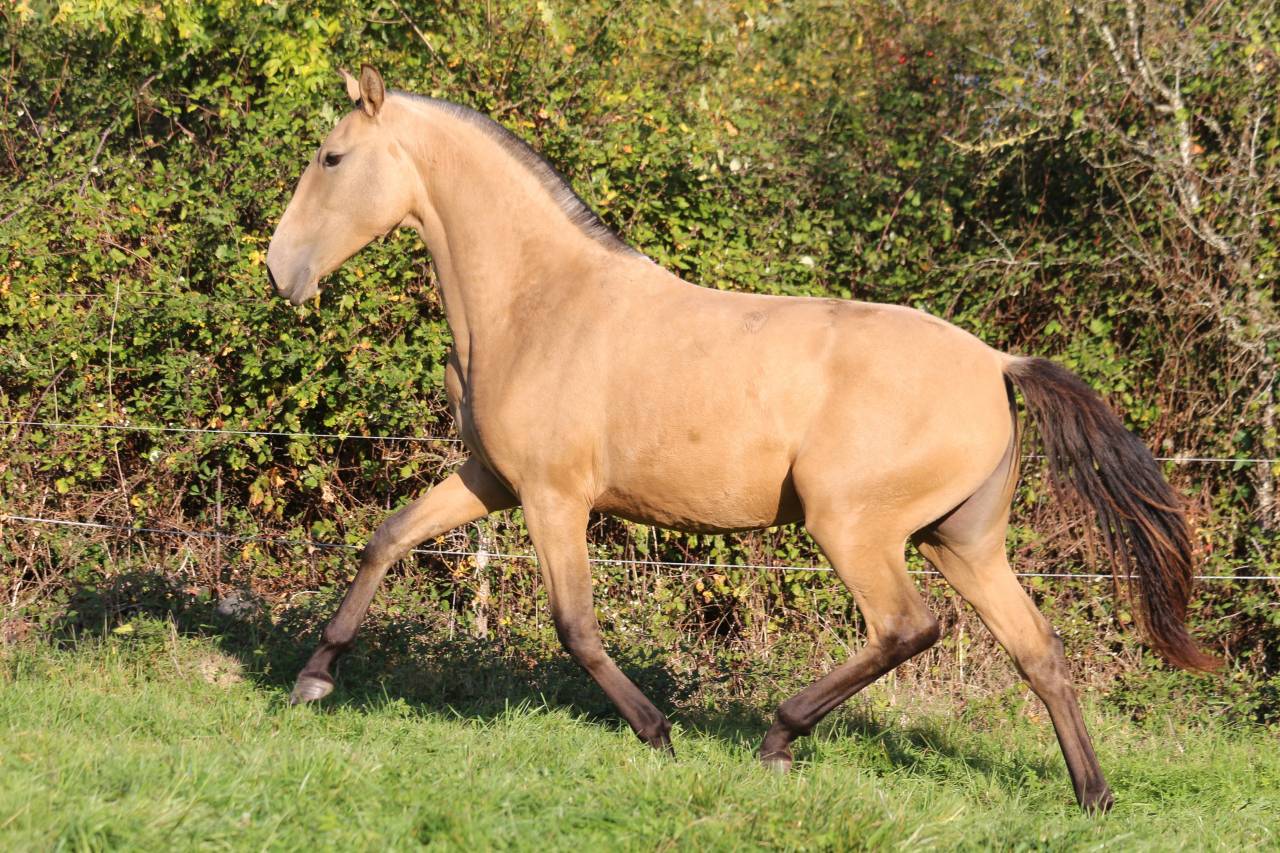 Draagmerrie Lusitano Te koop 2013 Donker bruin / bai ,  QUIETTO GUIMERAIE