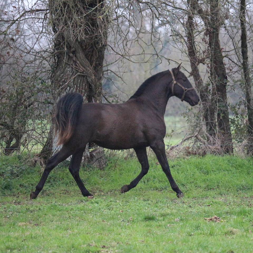Draagmerrie Lusitano Te koop 2013 Donker bruin / bai ,  QUIETTO GUIMERAIE