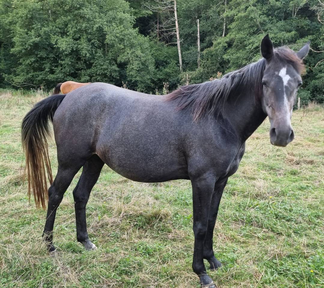 Draagmerrie Arabisch volbloed Te koop 2020 Zwart ,  Djevar des Graves