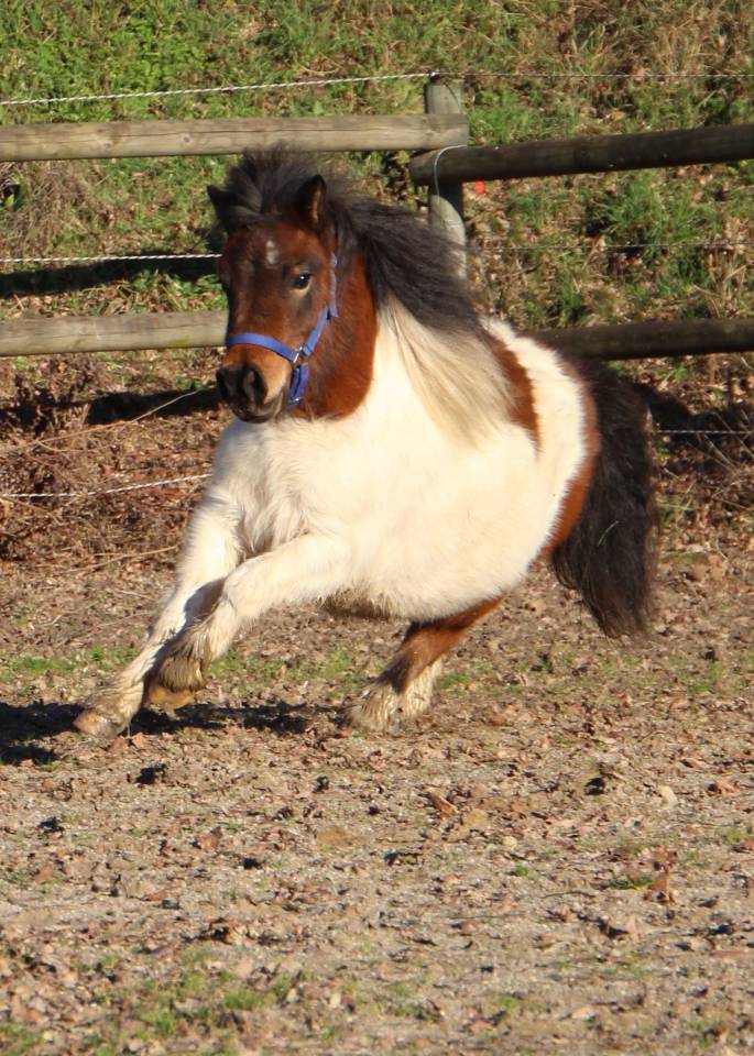 Veulen (vr) Shetland Te koop 2024 Bont ,  HIP HIP HIP DES ISLES