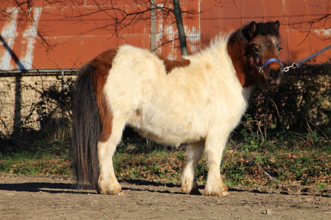 Veulen (vr) Shetland Te koop 2024 Bont ,  HIP HIP HIP DES ISLES