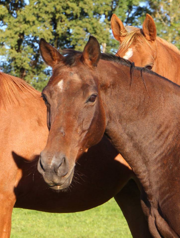 Draagmerrie Selle Fran&ccedil;ais Te koop 2011 Bruin / Bai